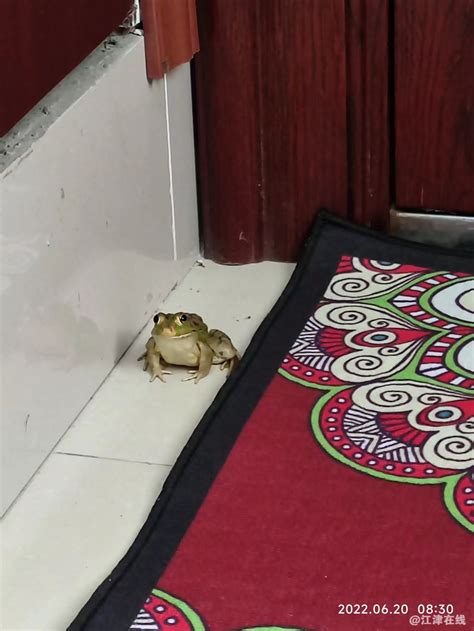 青蛙跑進家裡 臥室門顏色